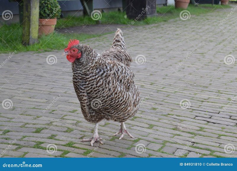 Ontdek de Gokkast Chicken Road en Win Nu Grote Prijzen in Nederland