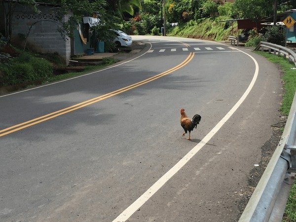 Chicken road españa, juego chicken road